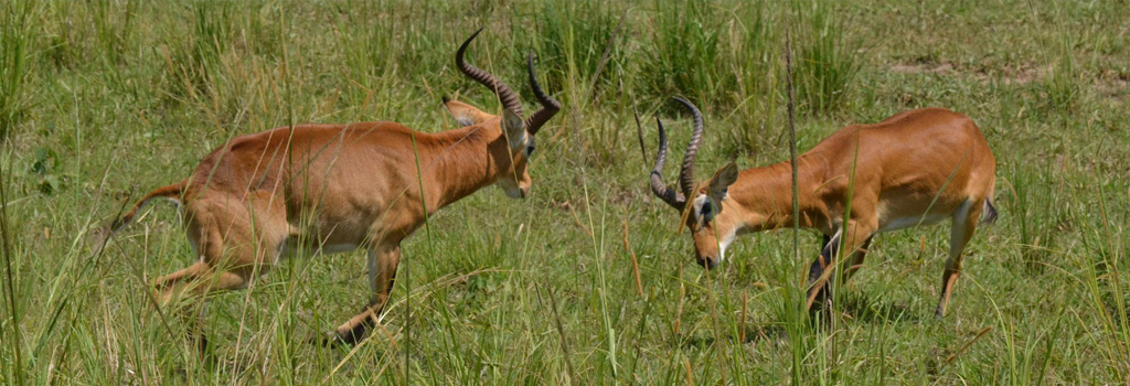 murchison falls national park uganda