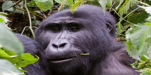 10 Days Best of Uganda Tours