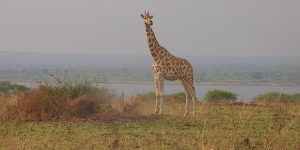 facts about murchison falls national park