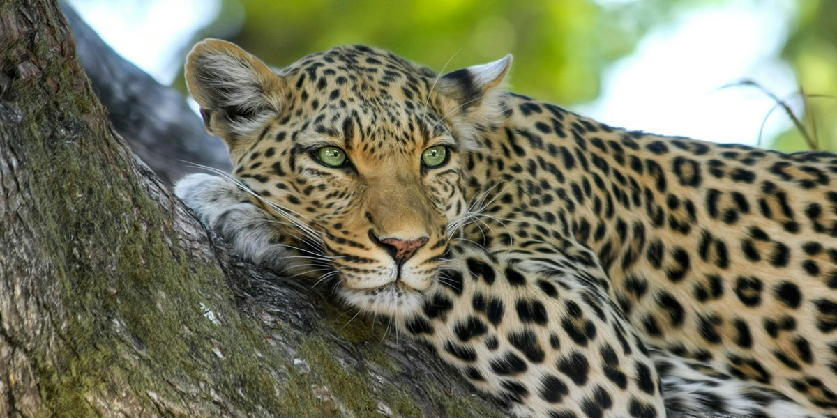 leopards in Murchison Falls