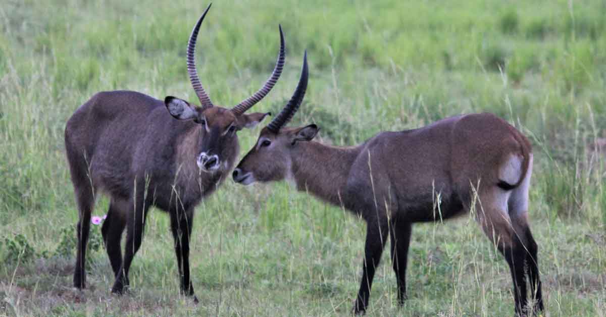 2 Days Murchison Falls