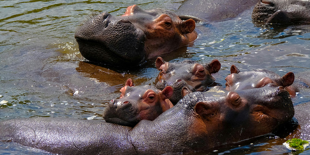 Hippo in Murchison falls