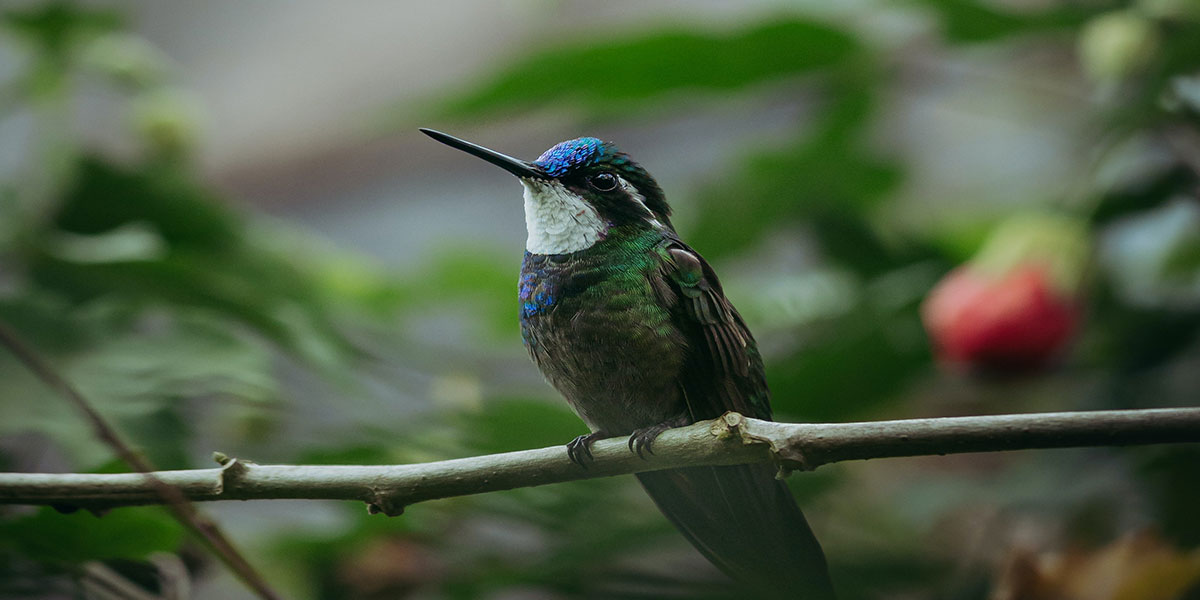 Murchison Falls bird checklist